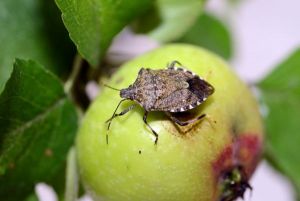 Halyomorpha halys