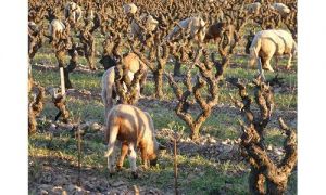 REVE moutons-vigne