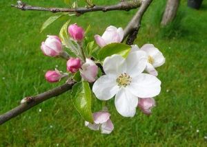 Floraison du pommier