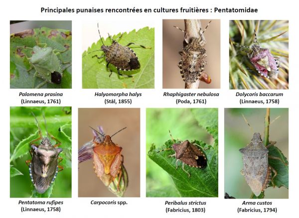Punaise diabolique et autres punaises en arboriculture