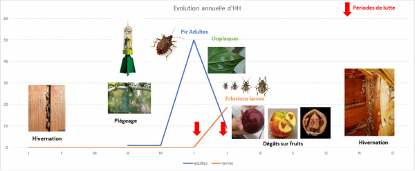 Punaises diaboliques - graphique sur le cycle